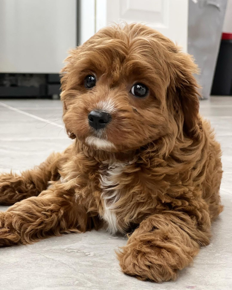 Cavapoo Being Cute