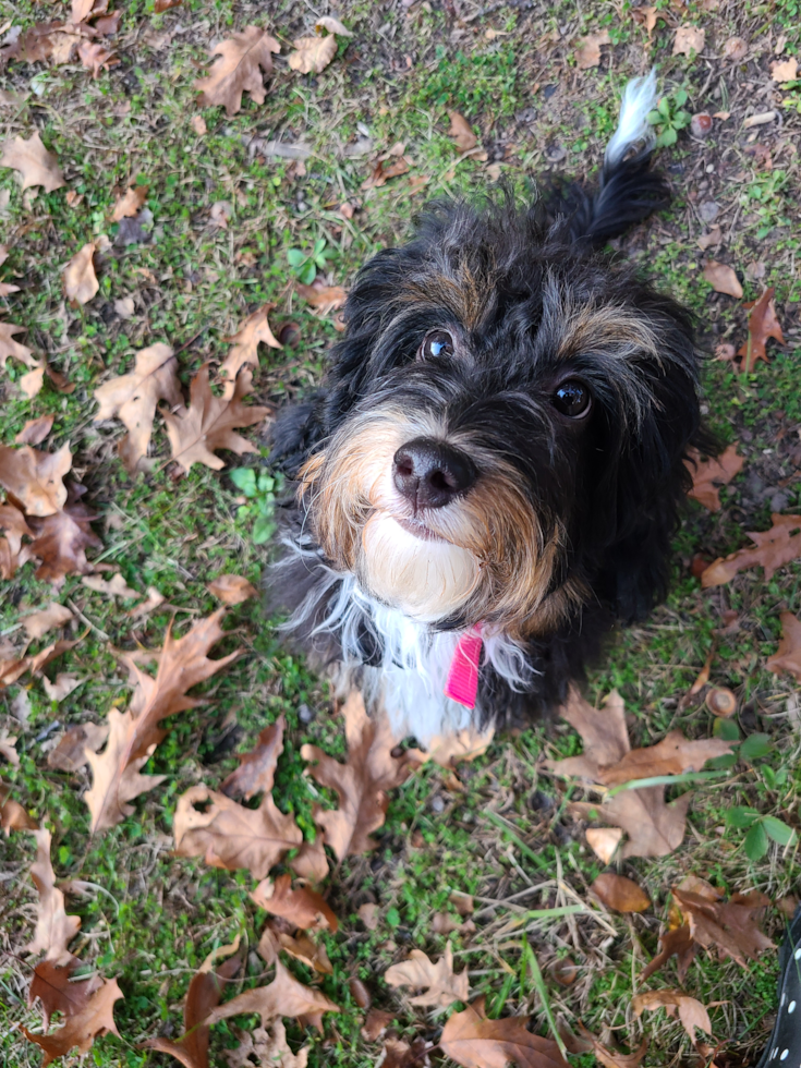 Northville Mini Bernedoodle Pup