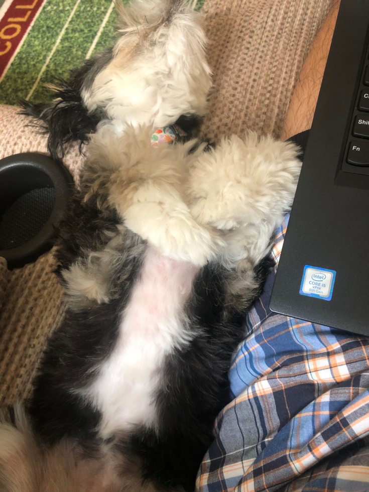 Small Mini Aussiedoodle Pup in