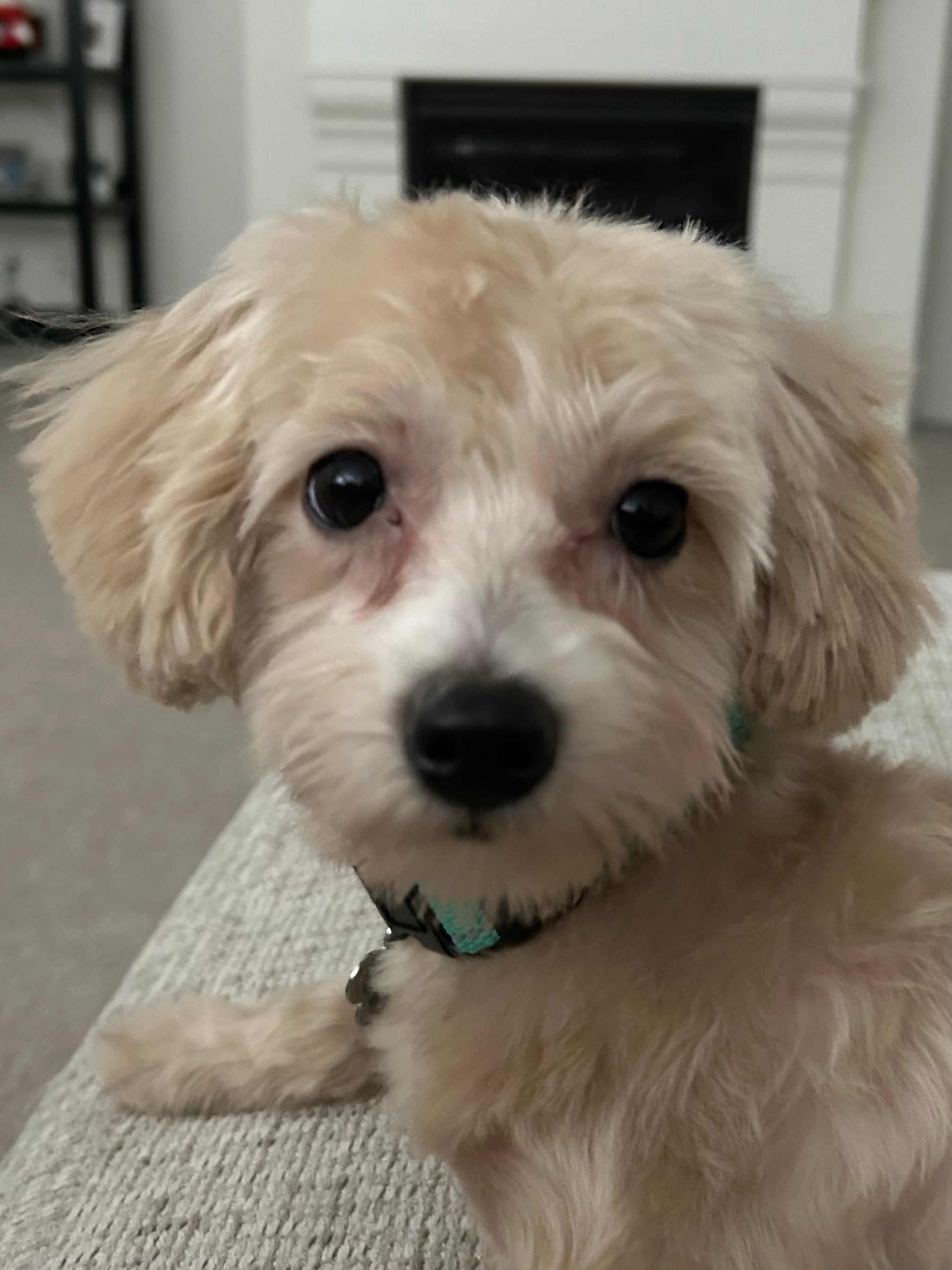 Best Maltipoo Baby