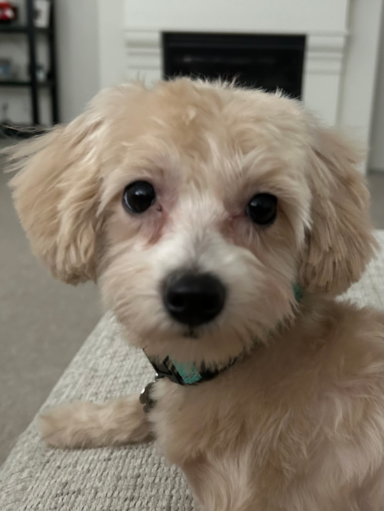 Sweet Maltipoo Pup in