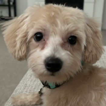 Sweet Maltipoo Pup in