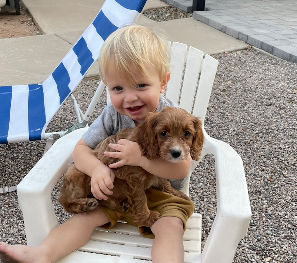 Mesa Cavapoo Pup