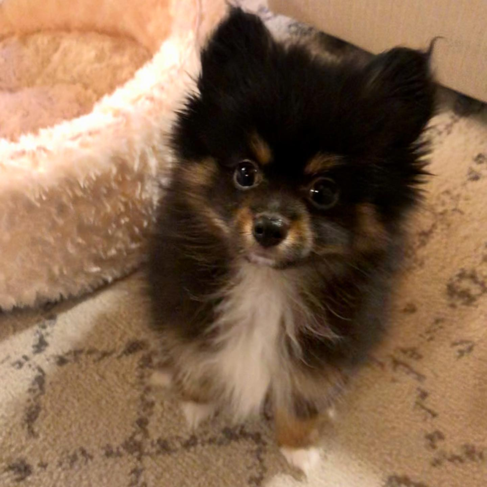 Pomeranian Being Cute