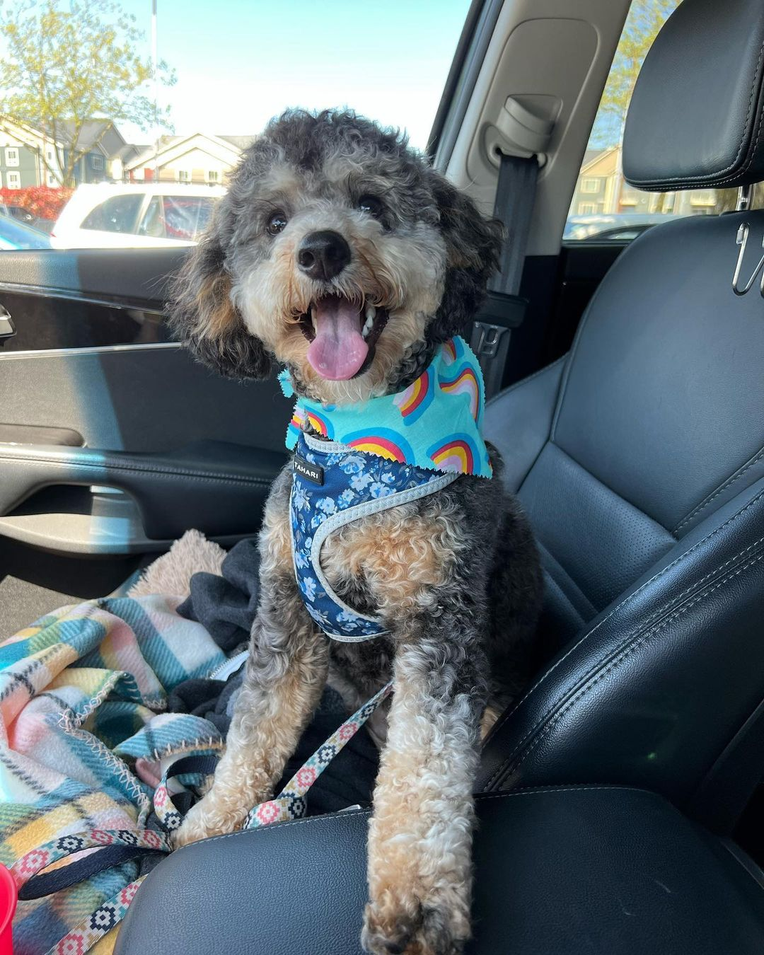 Mini Bernedoodle Puppy for Adoption