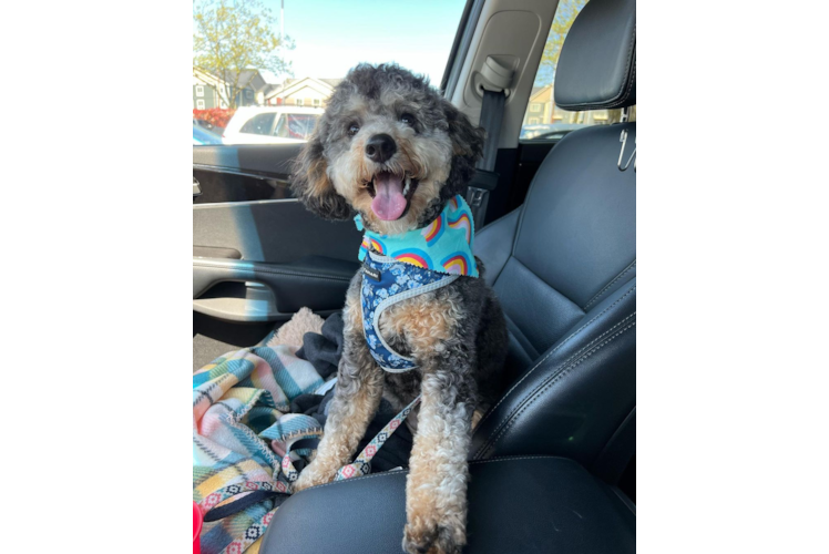 Mini Bernedoodle Puppy for Adoption