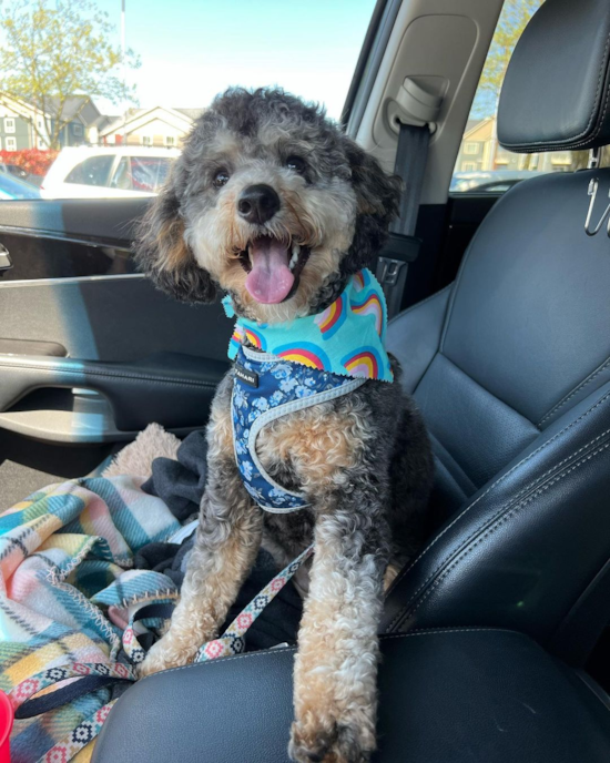 Little Mini Berniedoodle Poodle Mix Pup