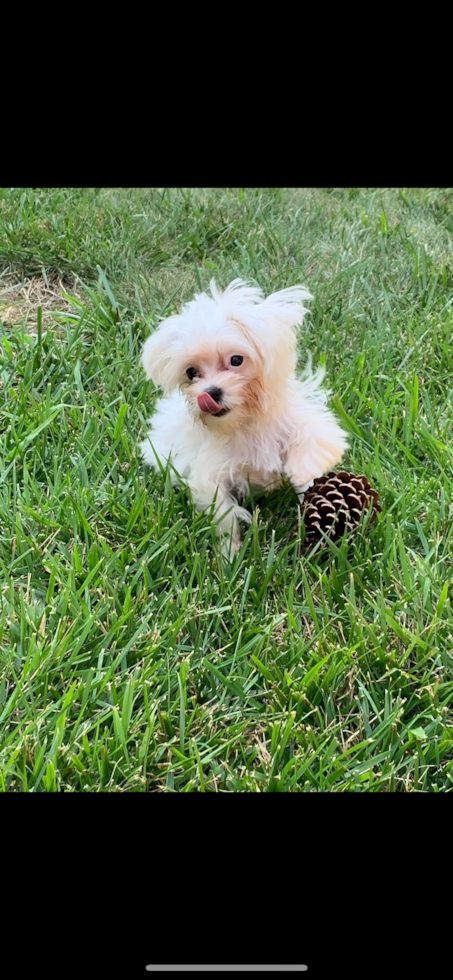 Maltese Being Cute