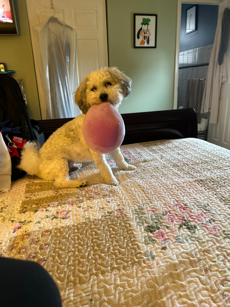 Havanese Pup