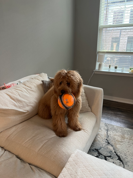 Mini Goldendoodle Being Cute