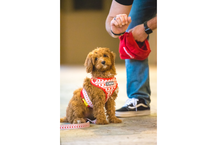 Cavapoo Puppy for Adoption