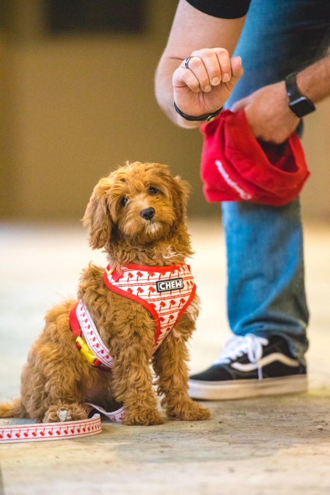 Smart Cavapoo Poodle Mix Pup