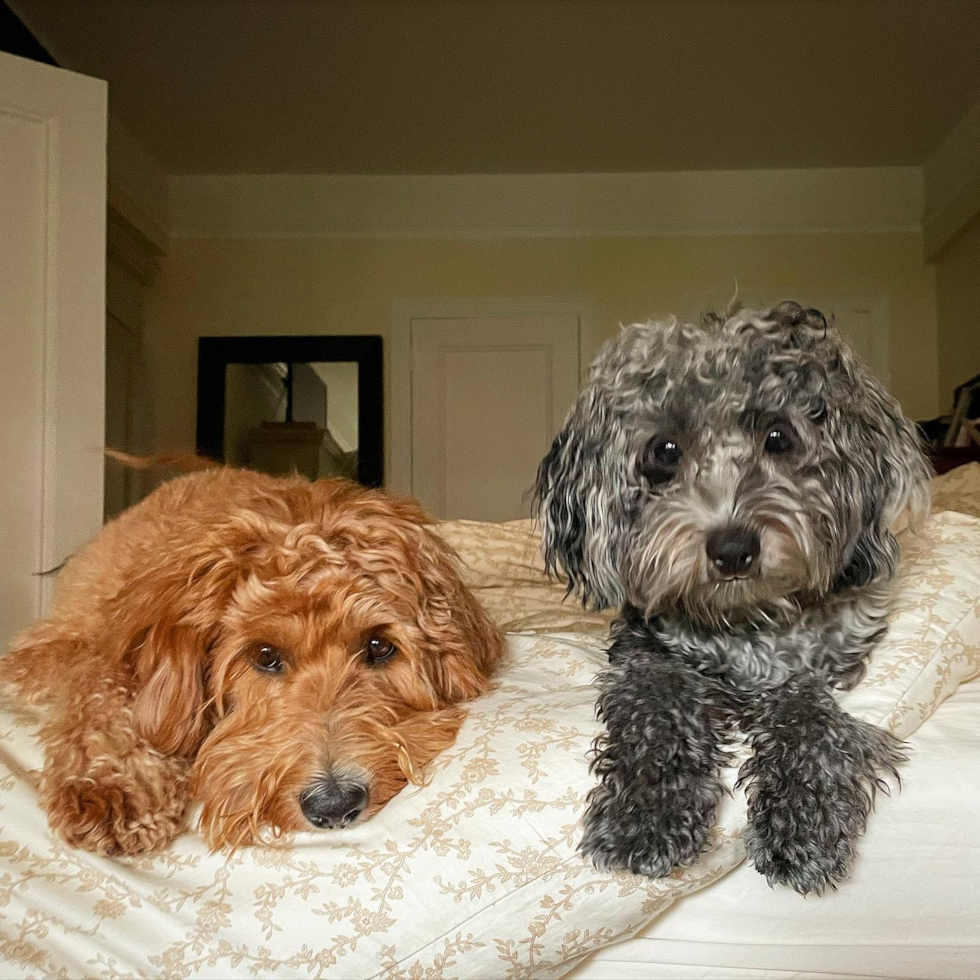 Friendly Cockapoo Pup in New York NY