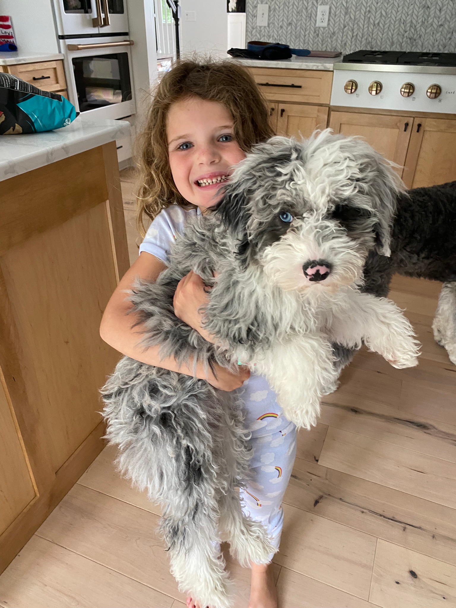 Mini Sheepadoodle Pup Being Cute