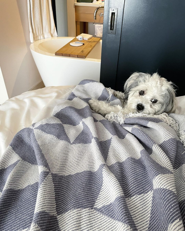 Sweet Teddy Bear Pup in Walnut Creek CA