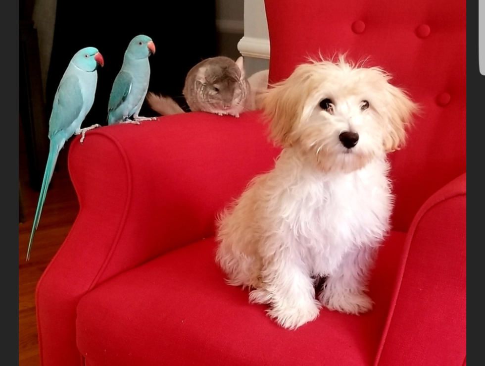 Hypoallergenic Havanese Pup