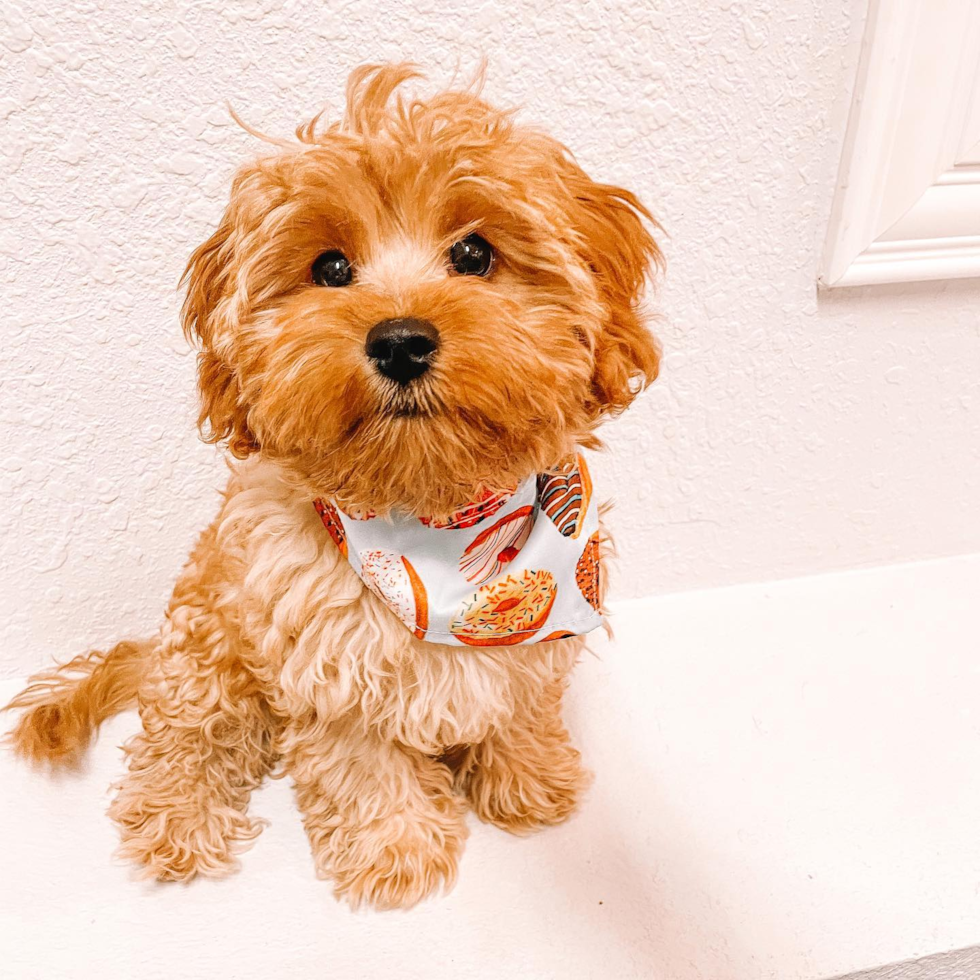 Playful Cavoodle Poodle Mix Pup