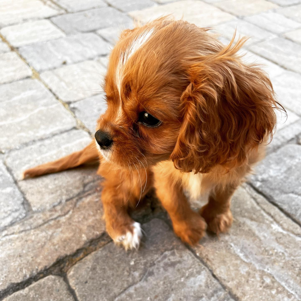 Friendly Cavalier King Charles Spaniel Purebred Pup