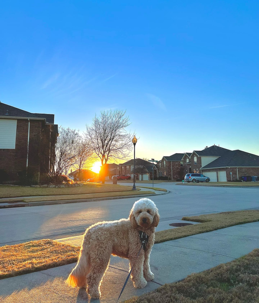 Mini Goldendoodle Being Cute