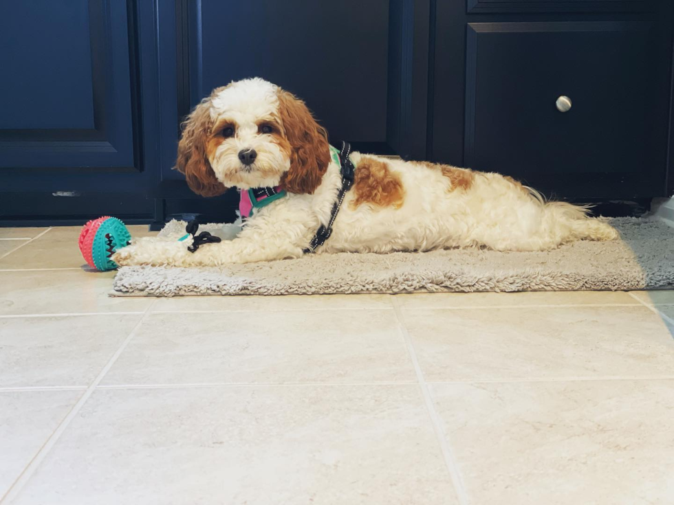 Friendly Cavapoo Pup in Lanham MD