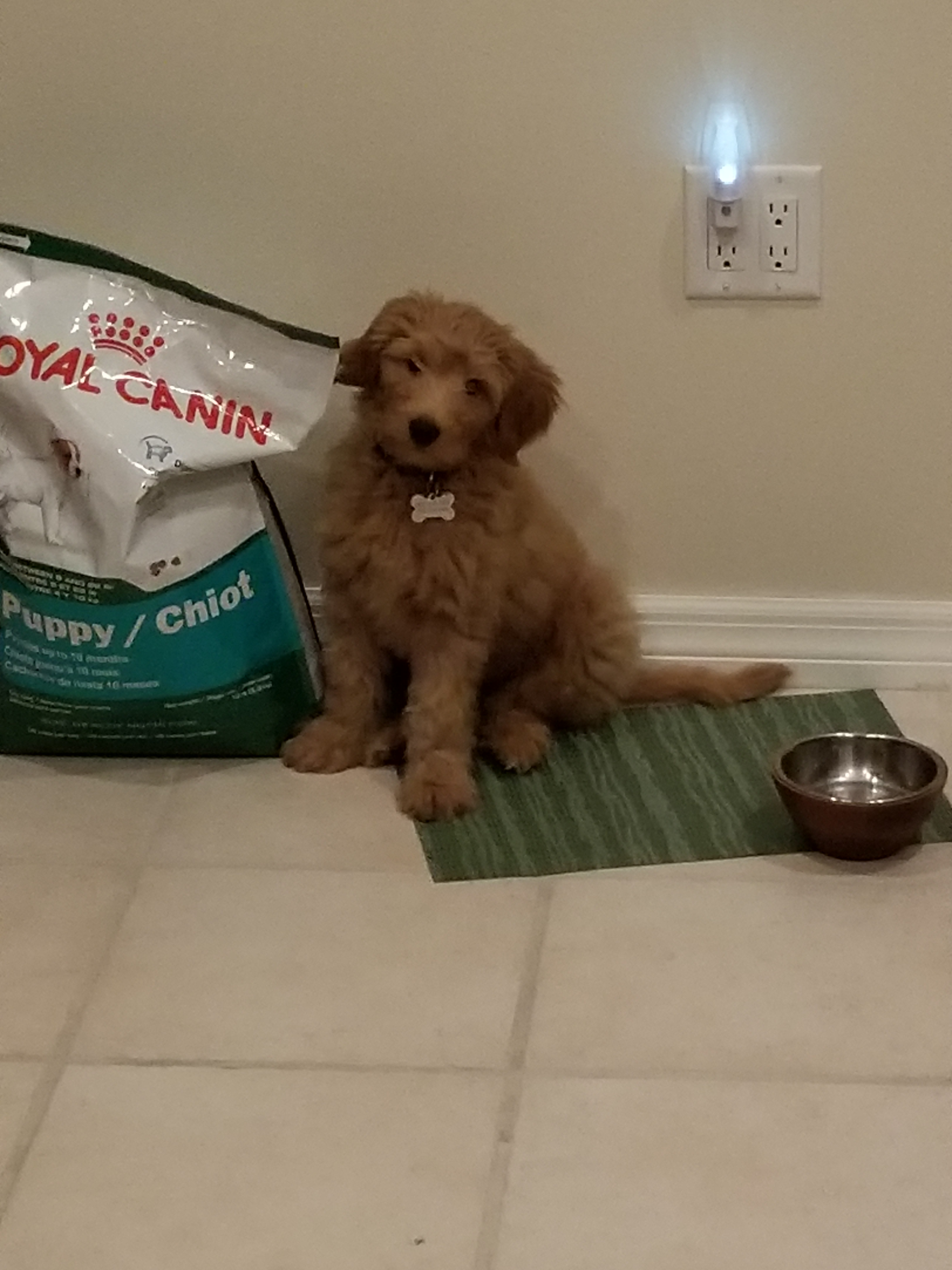 Sweet Mini Goldendoodle Baby