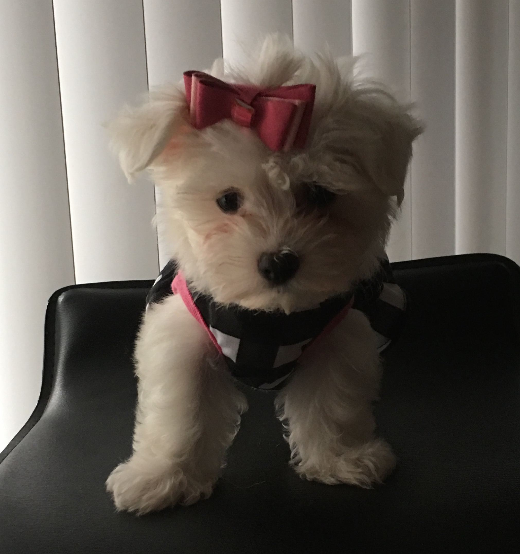 Playful Maltese Purebred Pup