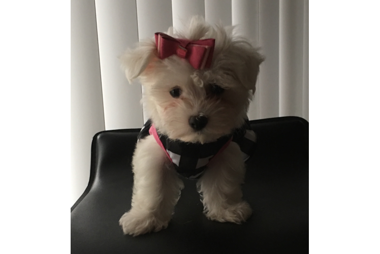 Playful Maltese Purebred Pup