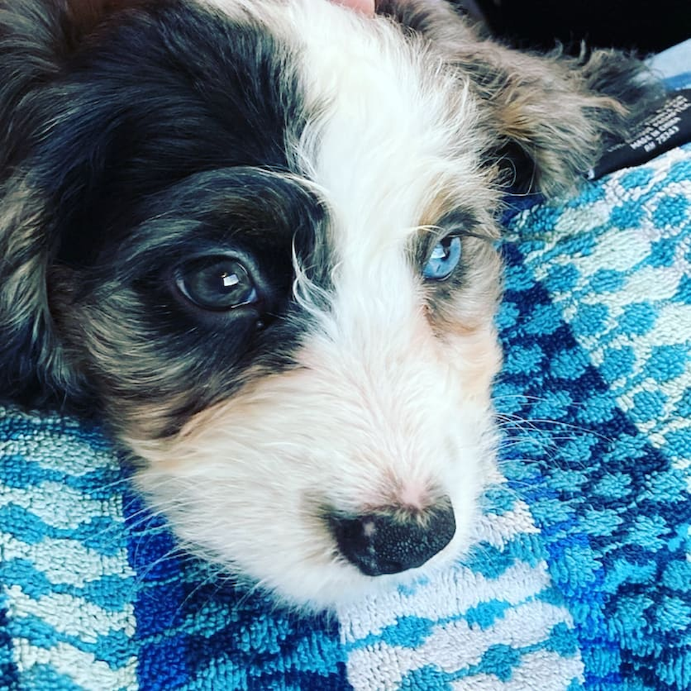 Popular Mini Bernedoodle Poodle Mix Pup