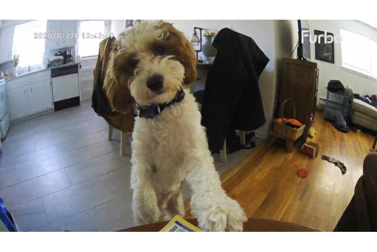 Smart Cavapoo Poodle Mix Pup