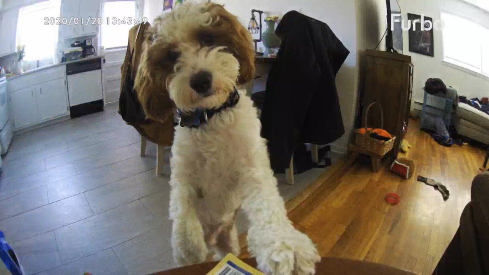 Happy Cavapoo Pup