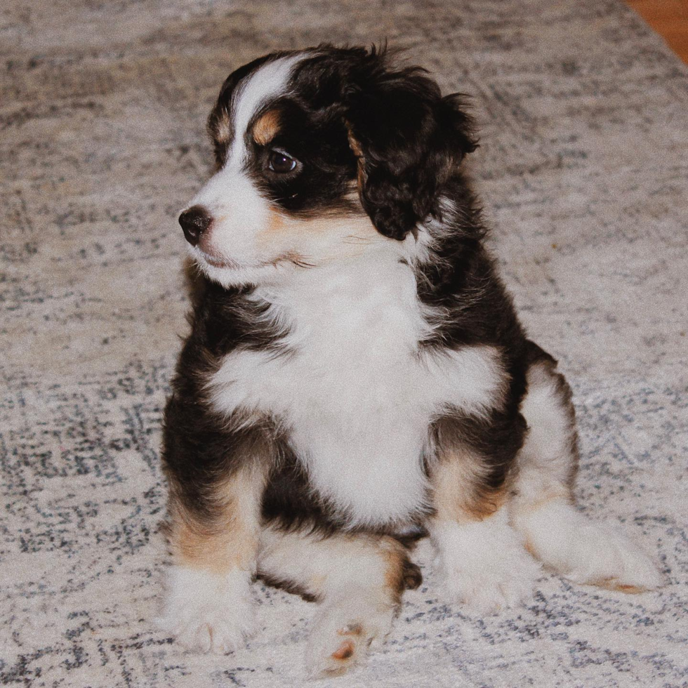 Mini Bernedoodle Being Cute