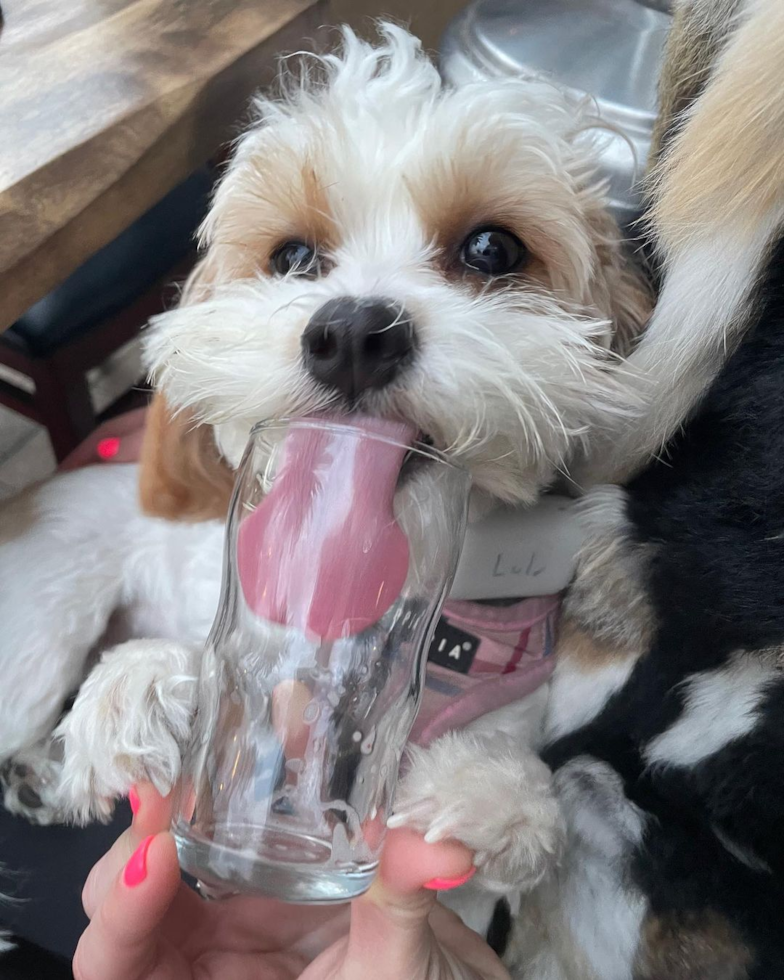 Los Angeles Cavachon Pup