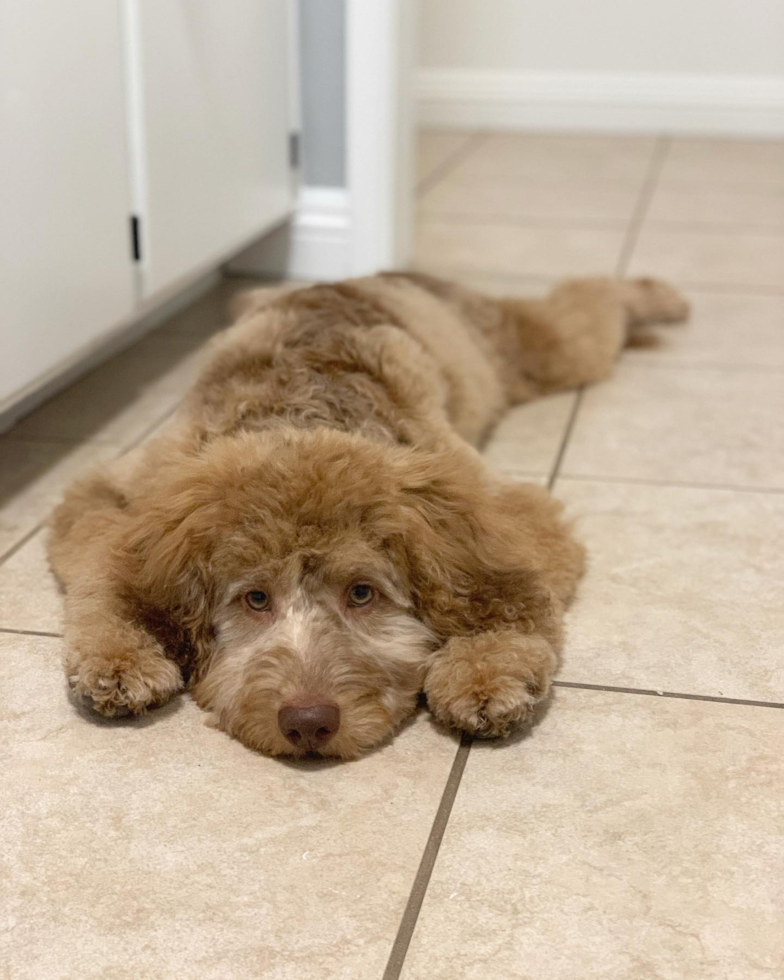 Cute Mini Labradoodle Pup in Indio CA