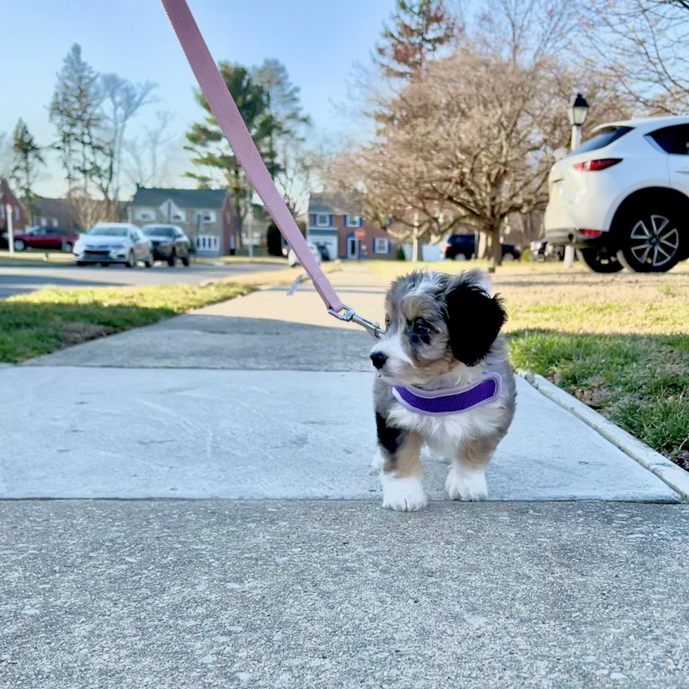 Hypoallergenic Australian Designer Pup