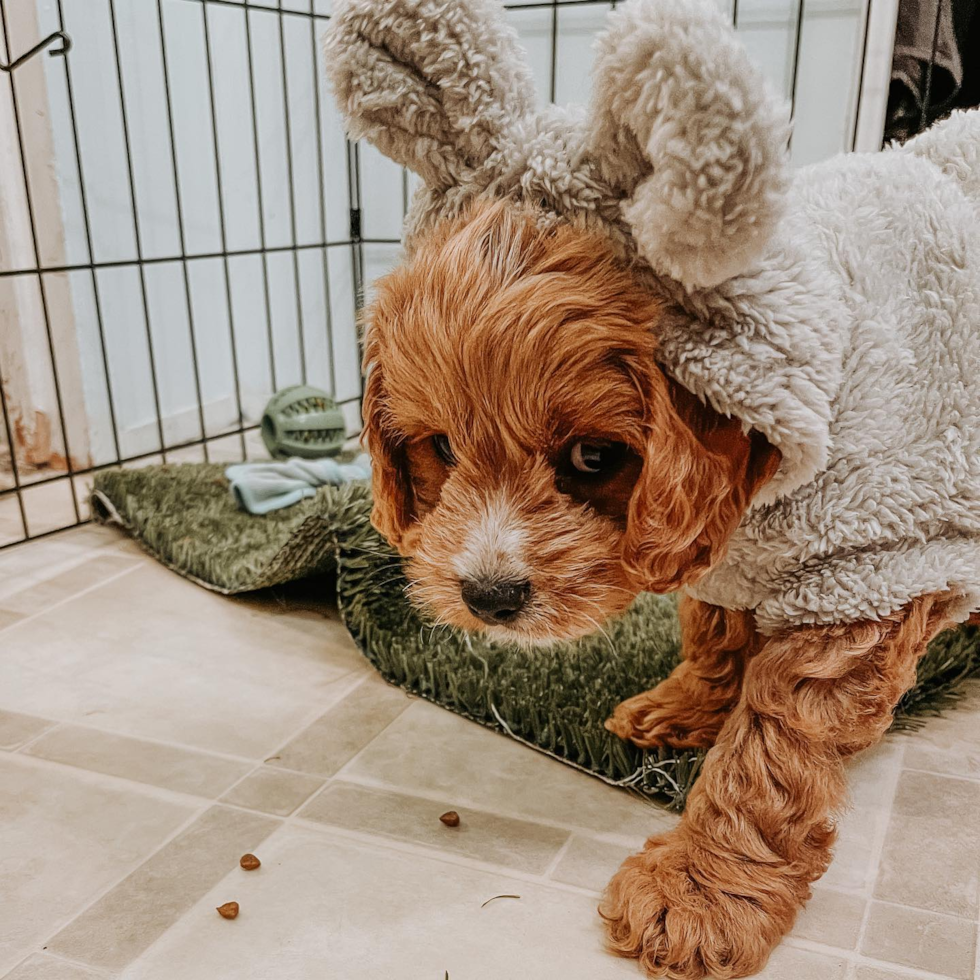 Cute Cavapoo Pup