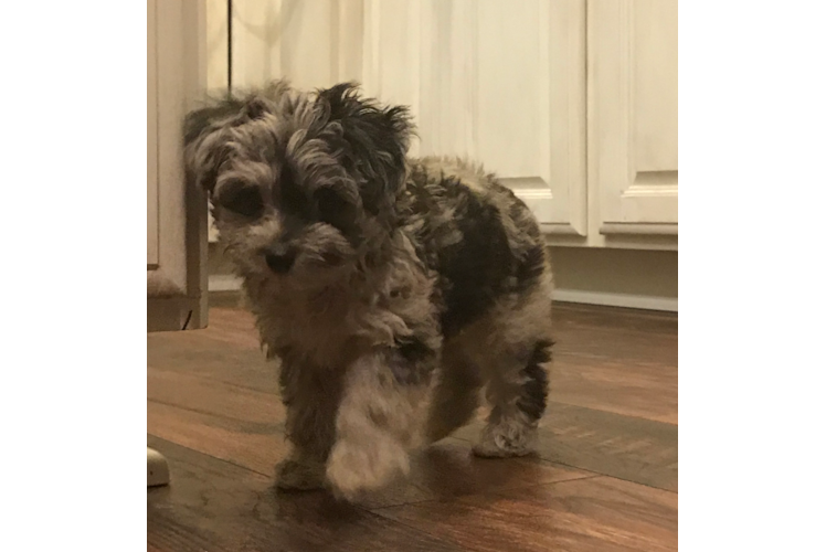 Best Mini Aussiedoodle Baby