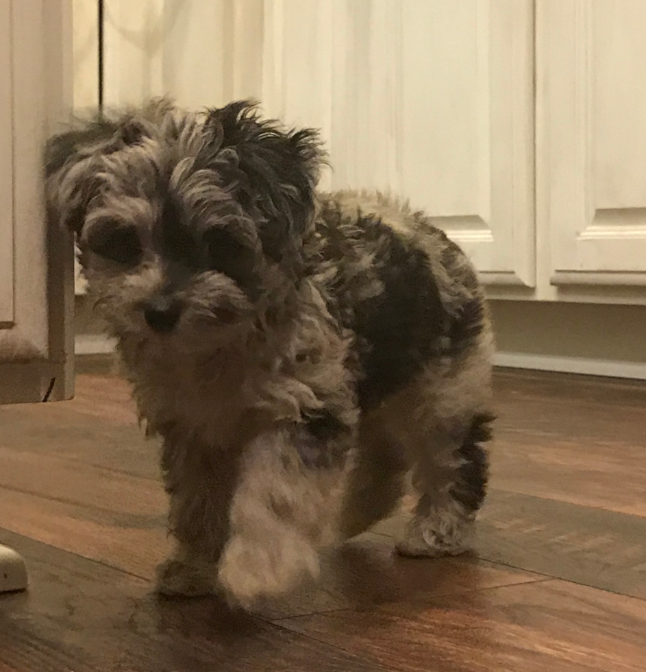 Mini Aussiedoodle Being Cute