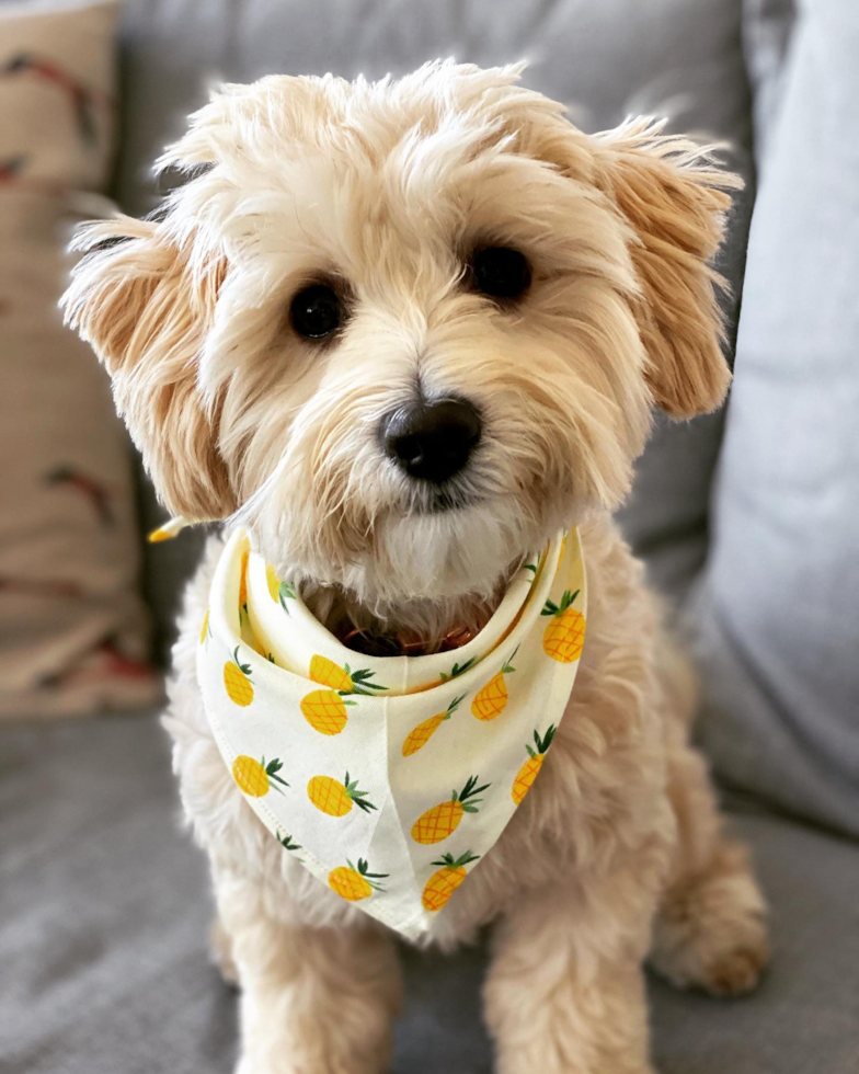 Maltipoo Being Cute