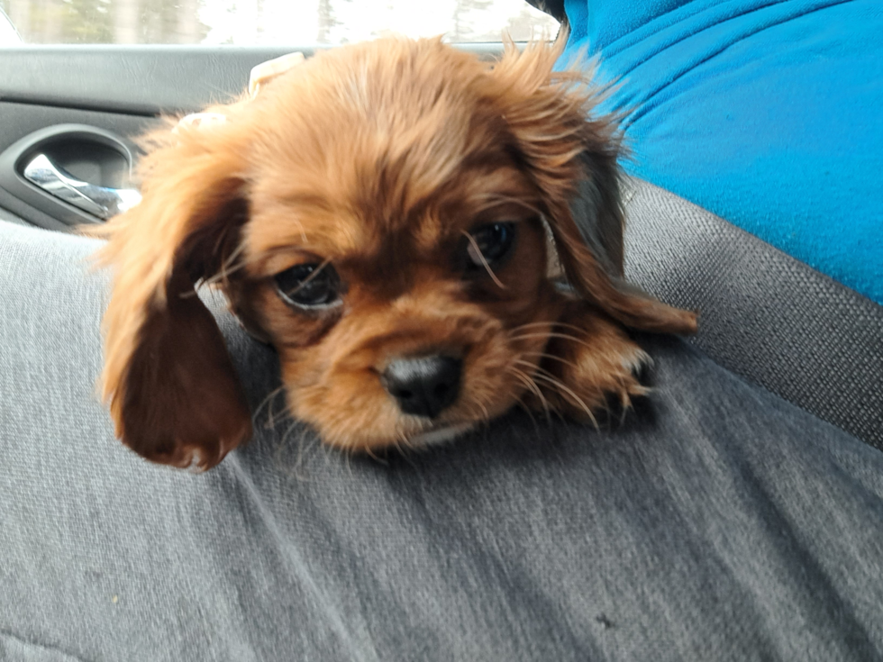 Cavalier King Charles Spaniel Being Cute