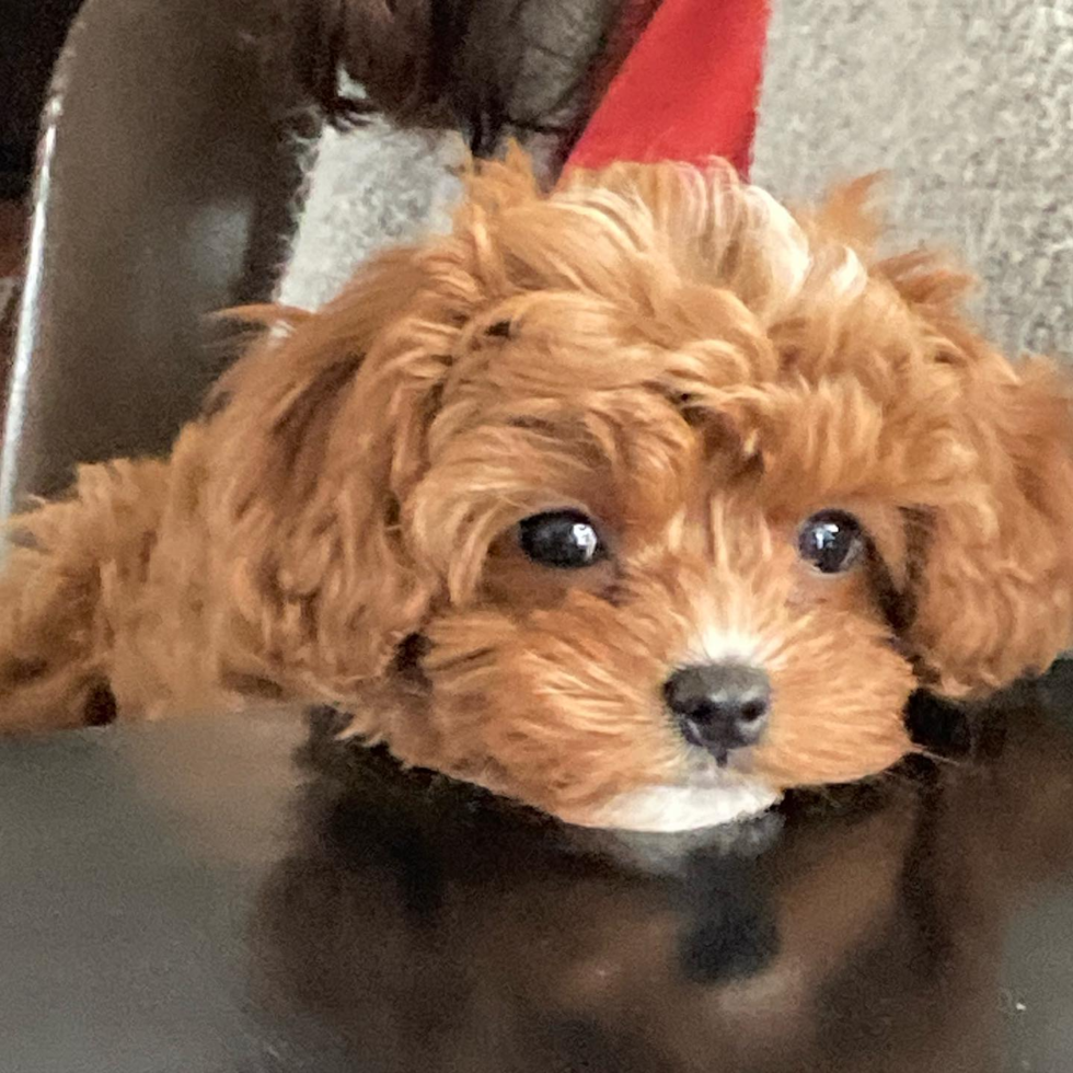 Little Cavoodle Poodle Mix Pup