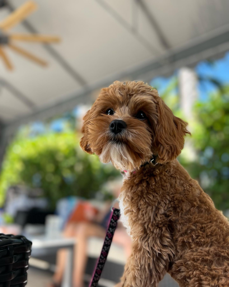 Friendly Cavapoo Pup