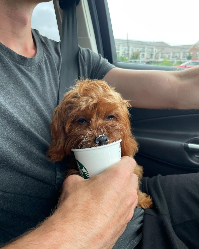 Funny Cavapoo Poodle Mix Pup