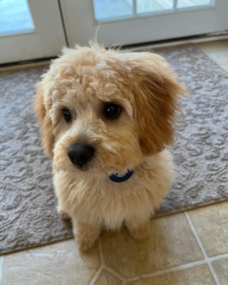 Fluffy Cavapoo Poodle Mix Pup