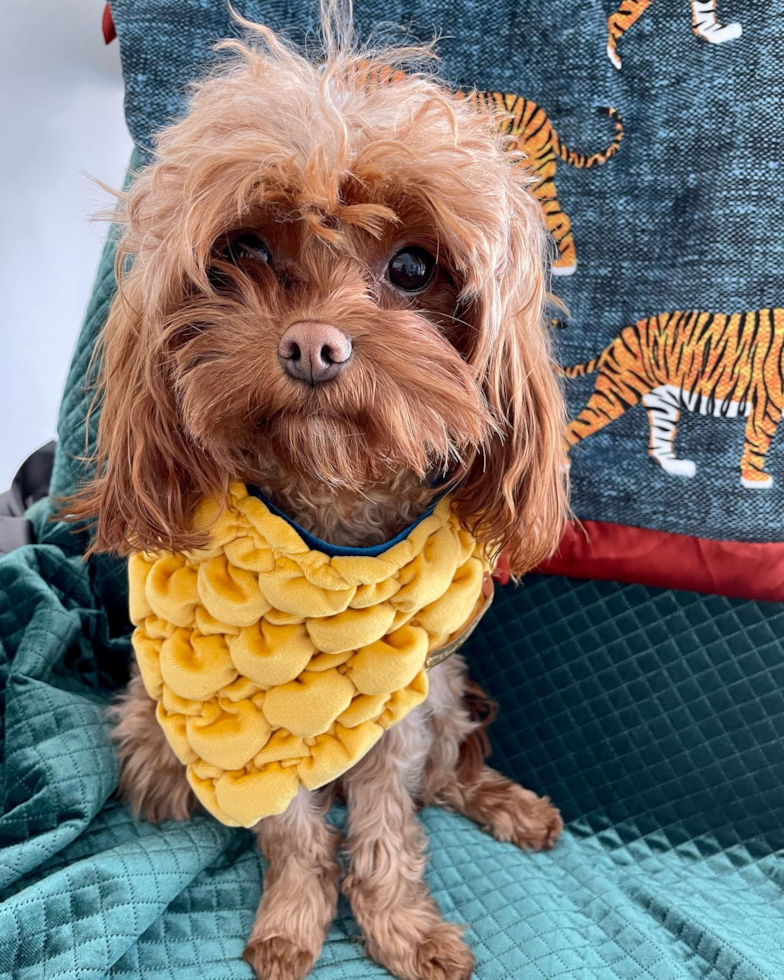 Adorable Cavoodle Poodle Mix Pup