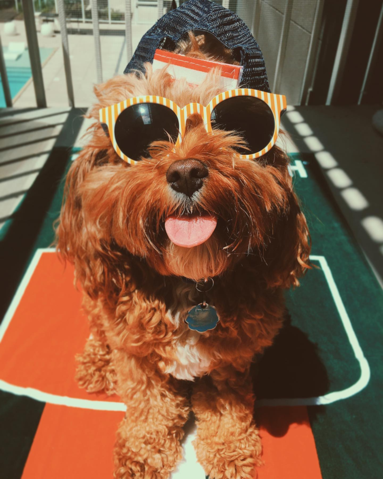 Friendly Cavapoo Pup in Albuquerque NM