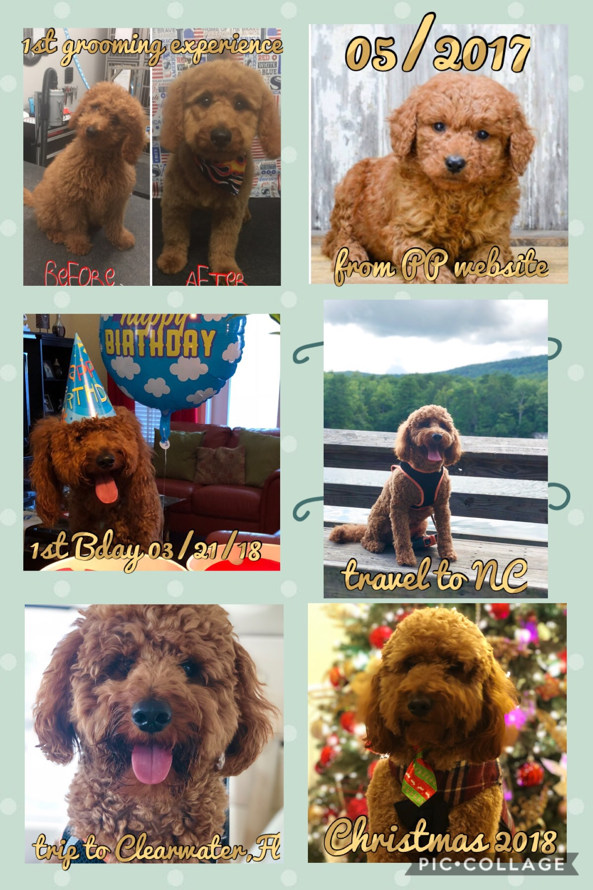 Adorable Golden Retriever Poodle Mix Puppy