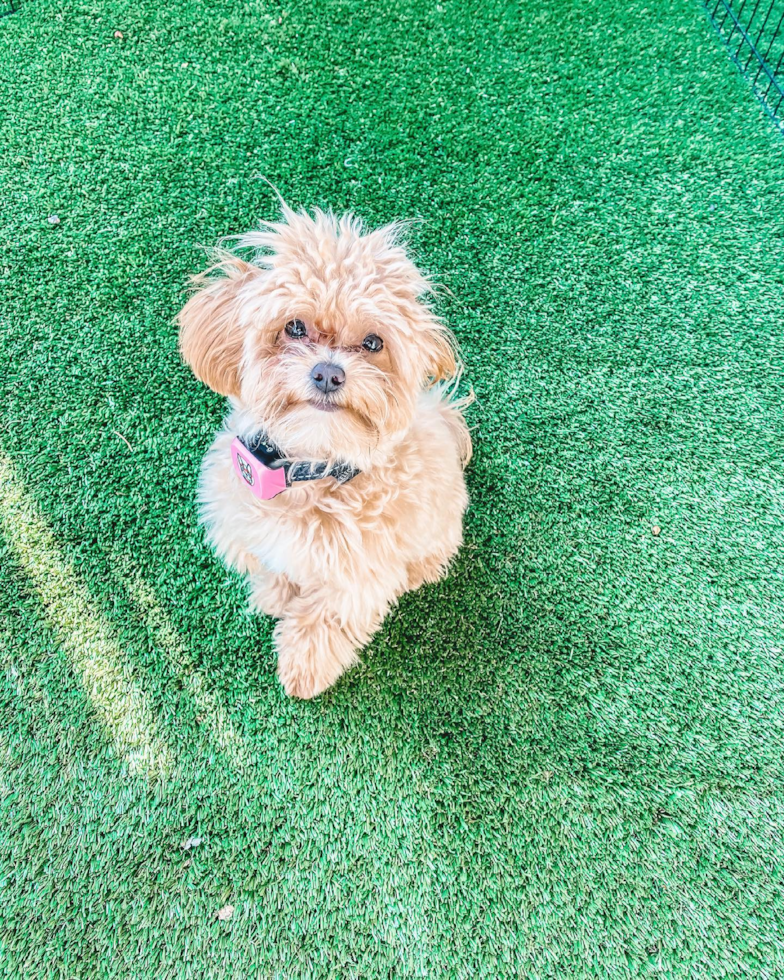 Maltipoo Being Cute