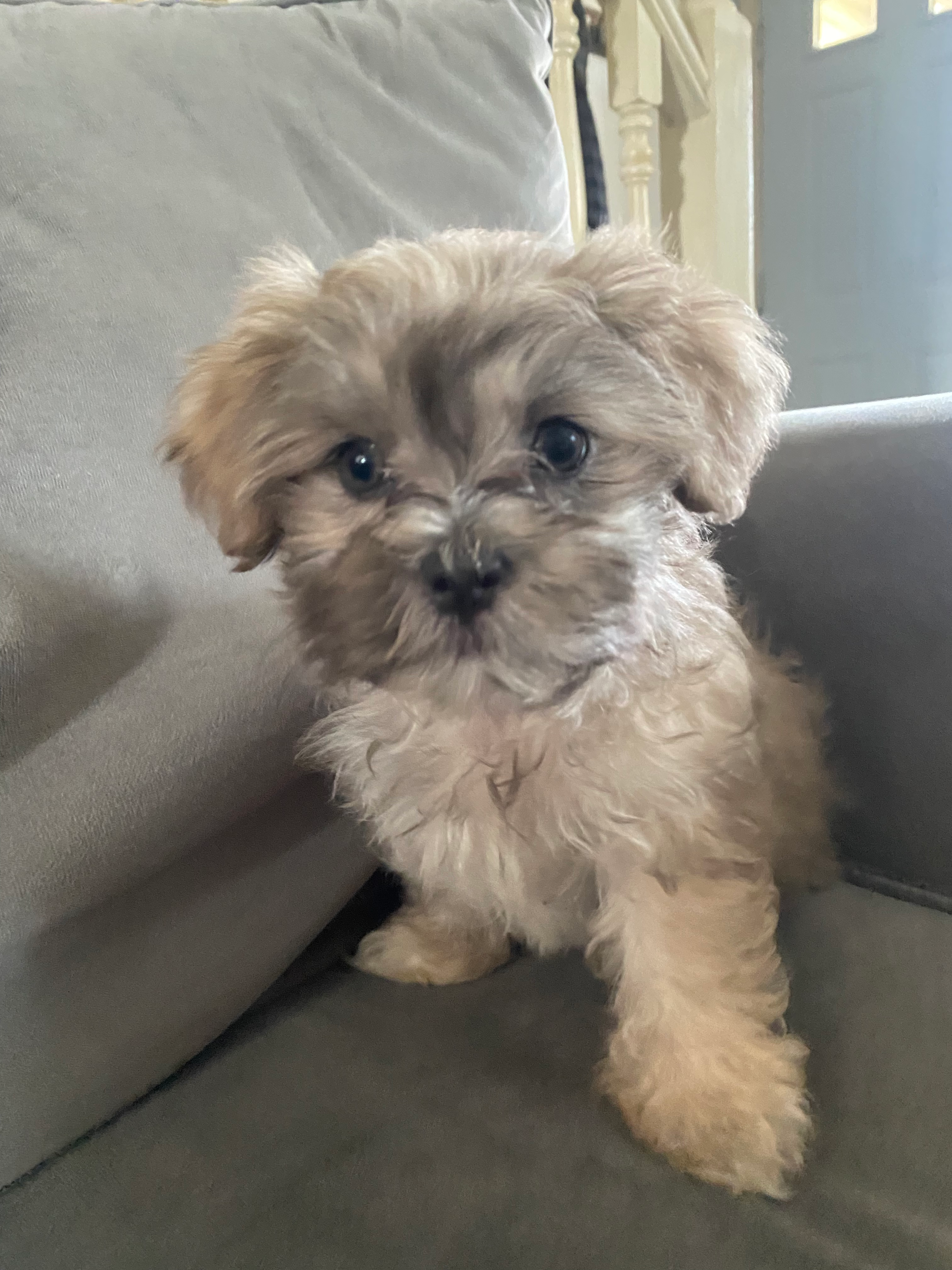 Adorable Shitzu Designer Puppy