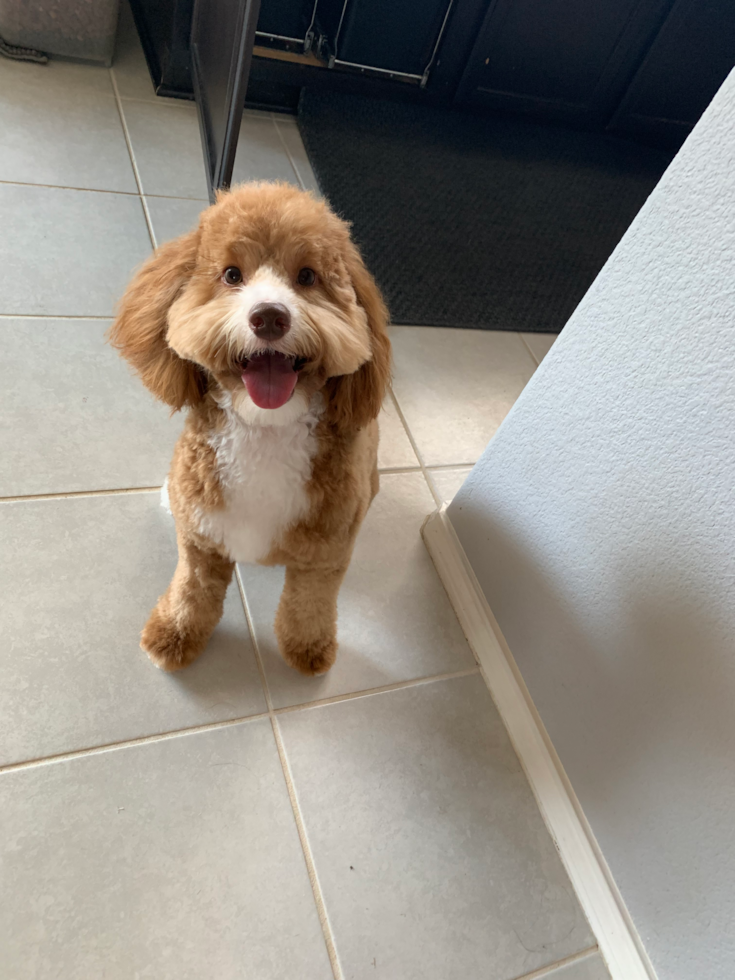 Friendly Mini Goldendoodle Pup