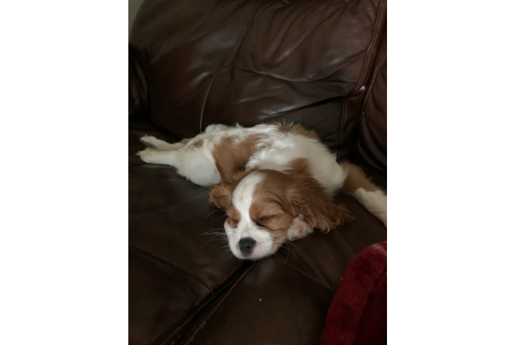 Playful Cavalier King Charles Spaniel Purebred Pup